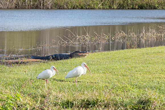 Lakeland FL alligator birds
