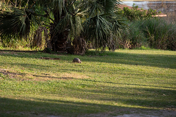 Lakeland FL armadillo wide