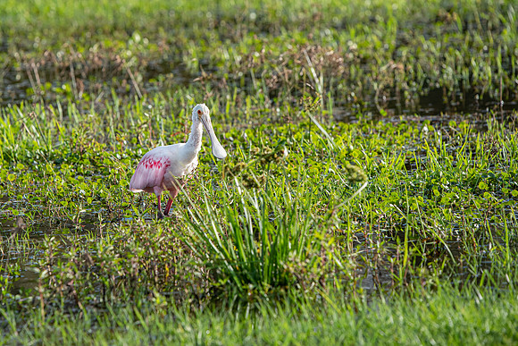 Lakeland FL roseate spoonbill 5