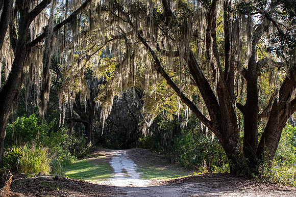 Lakeland FL spanish moss trail