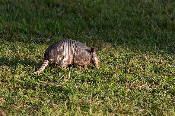 Lakeland FL armadillo closeup