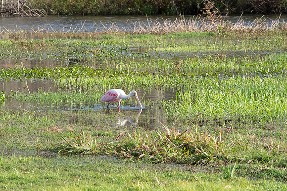 Lakeland FL roseate spoonbill