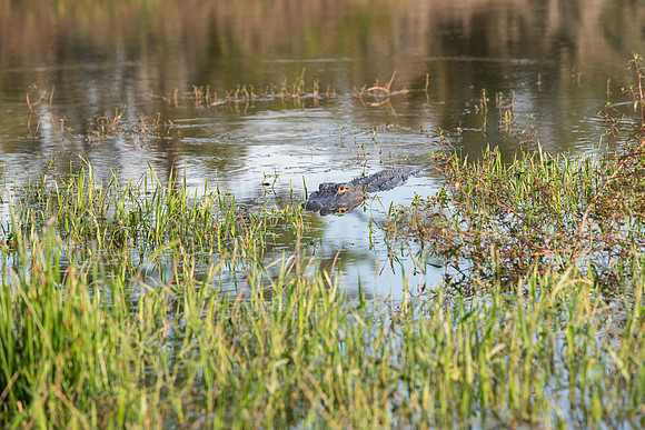 Lakeland FL alligator face on