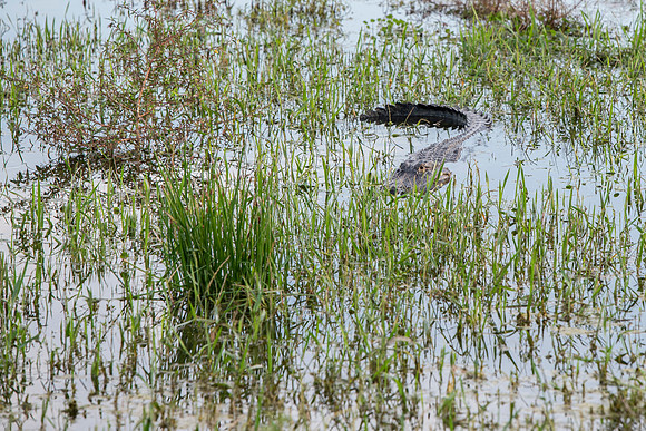 Lakeland FL alligator hiding