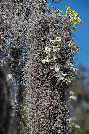 Savannah Bonaventure spanish moss and flowers