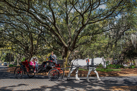 Savannah square horse carriage 2