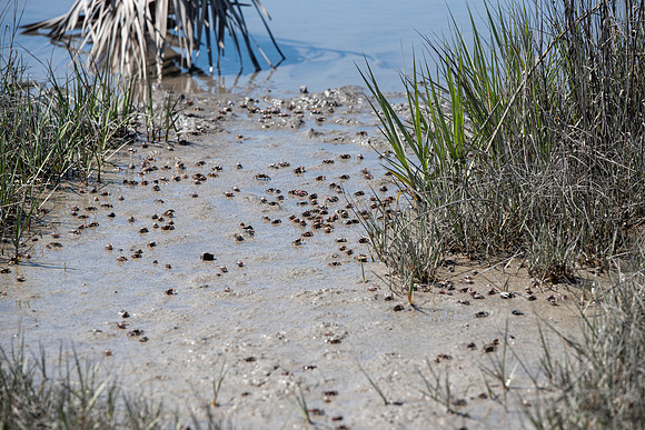 South Carolina beach crabs