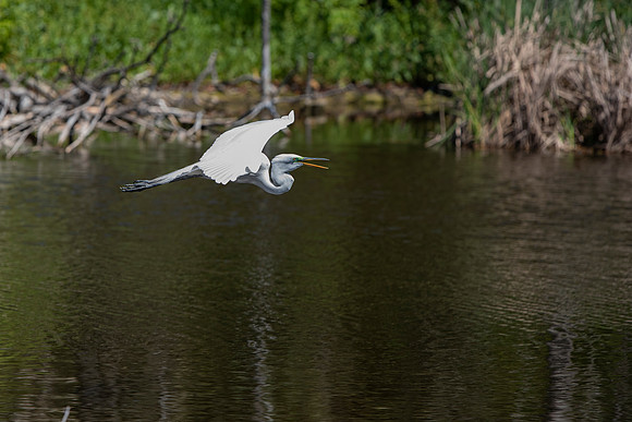 South Carolina egret in flight 2