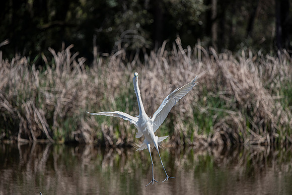 South Carolina egret in flight 3