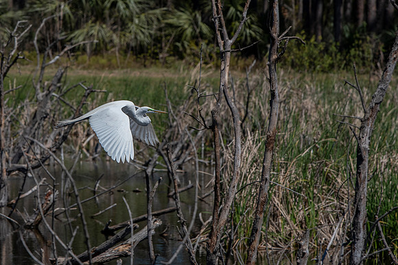 South Carolina egret in flight
