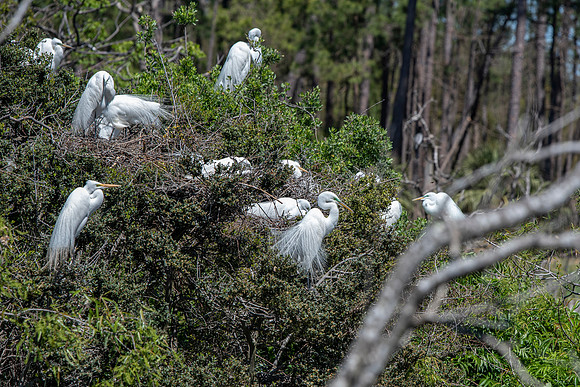South Carolina egrets