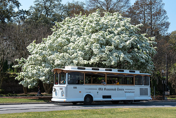 Savannah tour bus white tree