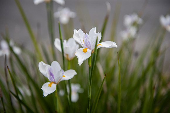 Florida fortnight lily