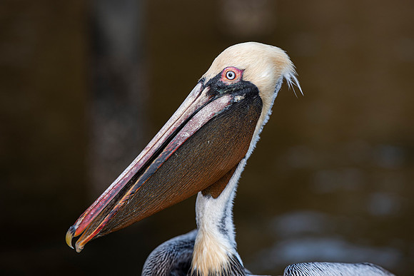 Florida pelican posing 2