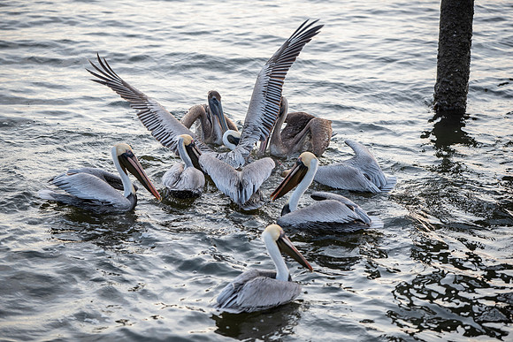 Florida pelican feeding frenzy