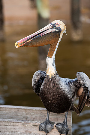 Florida pelican posing