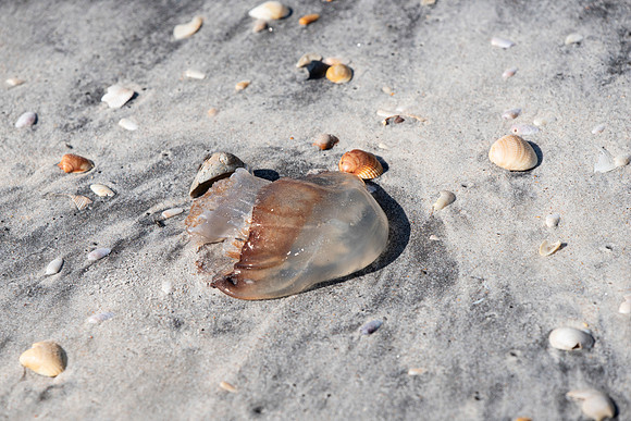fLORIDA JELLYFISH