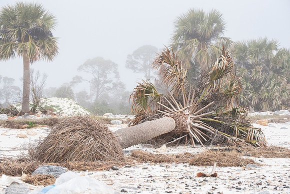 Florida Alligator Point hurricane damage tree