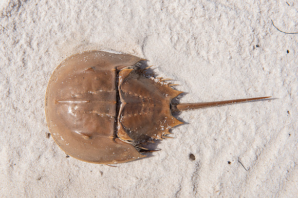 Florida Mashes Sands Beach horseshoe crab