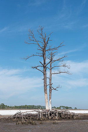 Florida Mashes Sands Beach tree