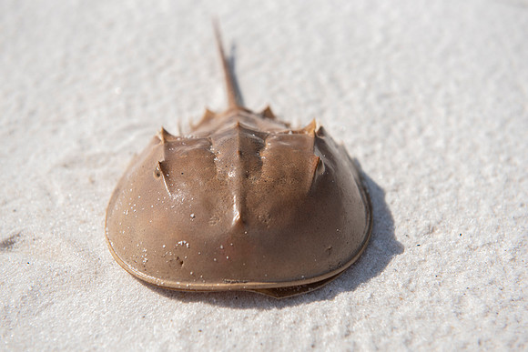 Florida Mashes Sands Beach horseshoe crab 2