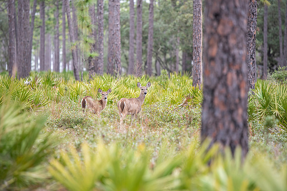 Florida Ochlockonee State Park deer 2