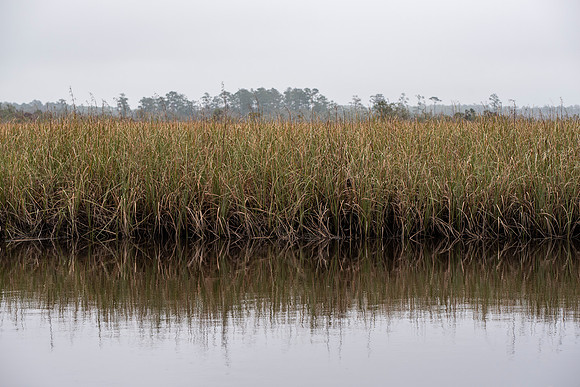 Florida Ochlockonee State Park 2