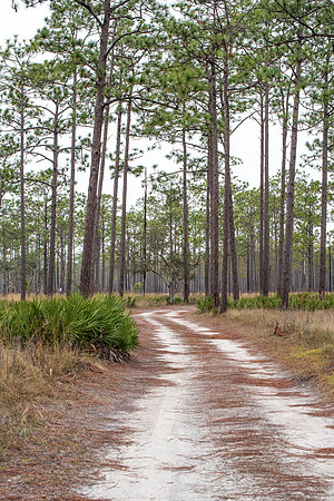 Florida Ochlockonee State Park 8