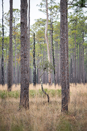 Florida Ochlockonee State Park 9