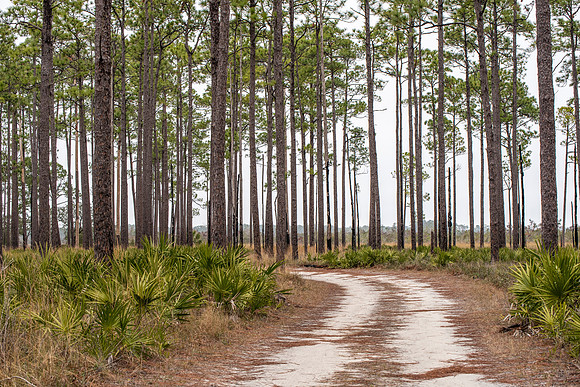 Florida Ochlockonee State Park 10