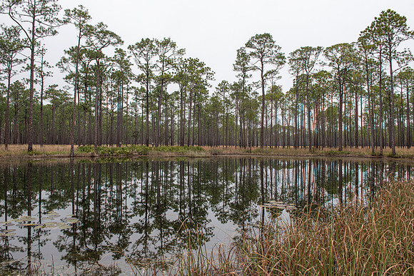 Florida Ochlockonee State Park 13