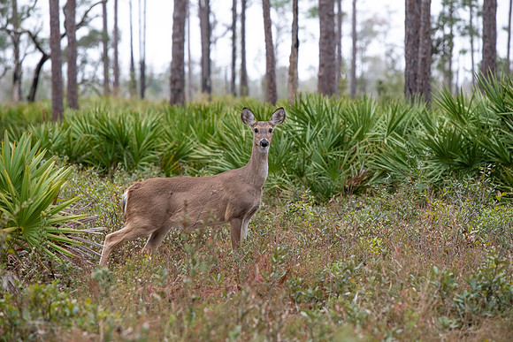 Florida Ochlockonee State Park deer