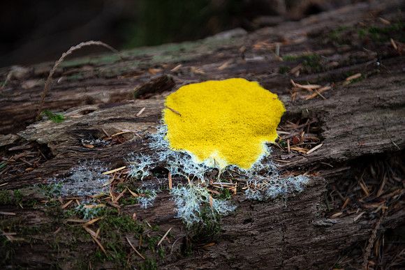 CR_slime_mold_PLR1632