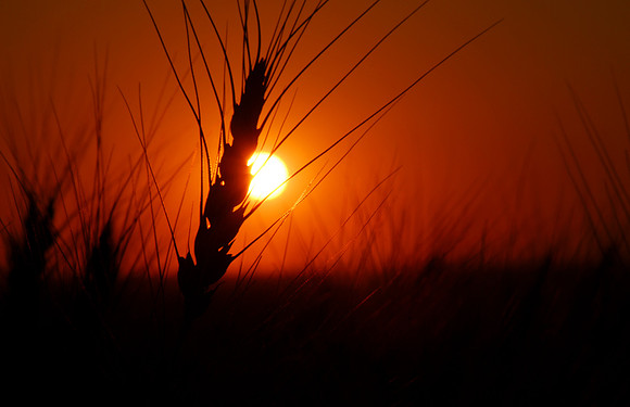 Wheat field