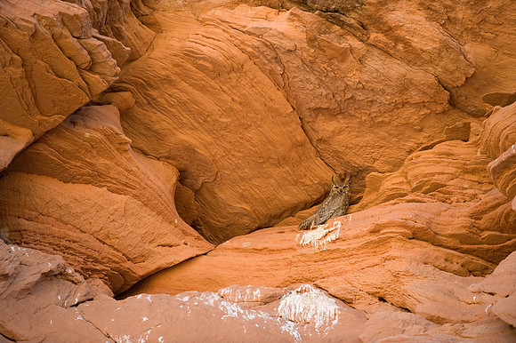 Owl Canyon, Utah