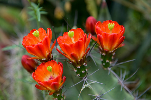 claret cup cactus