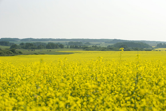 Polonia canola, horses
