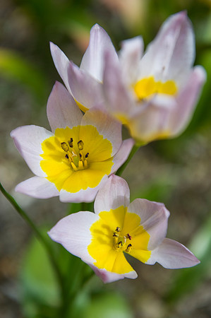 Tulipa bakeri Lilac Wonder