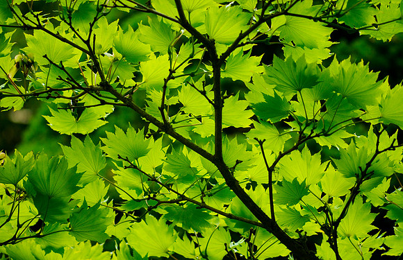 1_green